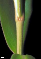 Veronica pubescens subsp. sejuncta. Leaf bud with small, round sinus. Scale = 1 mm.
 Image: W.M. Malcolm © Te Papa CC-BY-NC 3.0 NZ